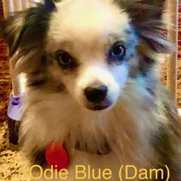 Toy Australian Shepherds from The Ranch of the Sun Toy Aussies