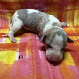 Eli - White and fawn brindle male Whippet puppy in Plainfield, Indiana from Rose Acre Whippets