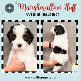 Marshmallow Fluff - Black and white male Bernedoodle puppy in Boiling Springs, South Carolina from OlliePups, LLC
