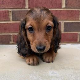 Barrett - Elvis- limited CKC - Red male Dachshund puppy in Loganville, Georgia from Royal Dackel Haus