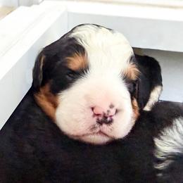 Green - Tri-color male Bernedoodle puppy in Marne, Michigan from MI Doodles