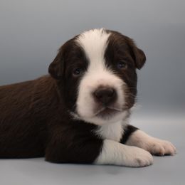 Girl 3 - Red tri-color Australian Shepherd puppy in New Boston, New Hampshire from Painted Pup Australian Shepherds
