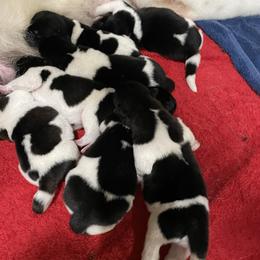 Akita puppies from Hickory Ridge Akitas