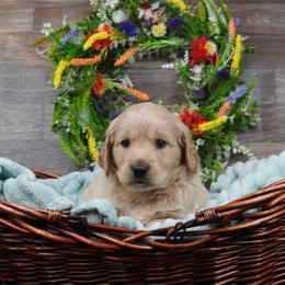 Athena - Cream Goldendoodle puppy in Provo, Utah from Mendenhall Goldendoodles
