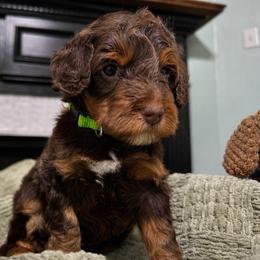 Boy 2 - Phantom male Bernedoodle puppy in Mobile, Alabama from Doodle Dreams