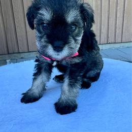 Pink - Salt and pepper female Miniature Schnauzer puppy in Golden Ridge, Montana from Miniature Schnauzers