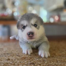 Boy 1 - male Native American Indian Dog puppy in Green Creek, North Carolina from NAID Preservation Project: Corn Moon Medicine Dogs
