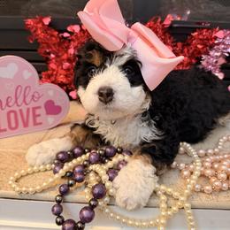 Female 6 - Tri-color female Bernedoodle puppy in Wytheville, Virginia from Pine Brook Pups