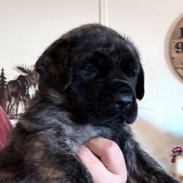 Brindle female - Brindle female Mastiff puppy in Kingman, Arizona from Cabezon Mastiffs