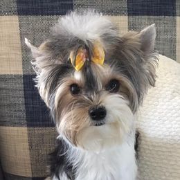 Yorkshire Terriers from Crowning Glory Parti Yorkies