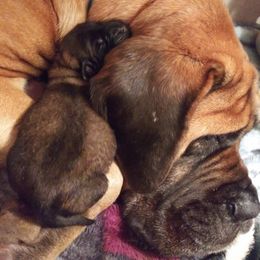Mastiff Puppies from Storytime Mastiffs