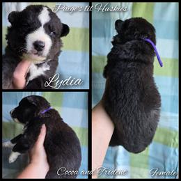 Lydia - Black tan and white female Siberian Husky puppy in Bloomfield, Indiana from Paiges lil huskies