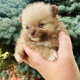 Coco - Chocolate and tan male Pomeranian puppy in Waterloo, Indiana from Garcias Pomeranian