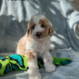 Australian Labradoodle, Bernedoodle, Double Doodle, Goldendoodle, and Poodle Puppies from Karlas Pet Rendezvous