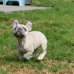 Boxers and French Bulldogs from Rowe Boxers & French Bulldogs