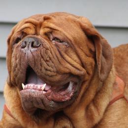 Dogue de Bordeaux puppies from HOT DIGGITY DDB