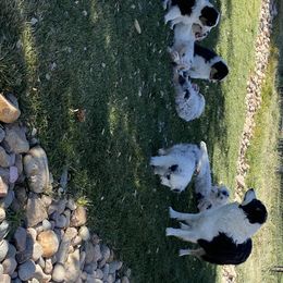 Australian Shepherd Puppies from HHK (Hot House Kennel)