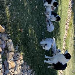 Australian Shepherd Puppies from HHK (Hot House Kennel)