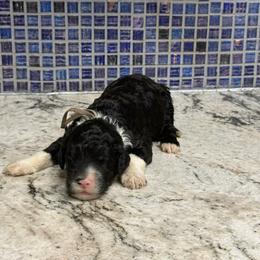 Cotton - Black and white male Sheepadoodle puppy in Chesapeake, Virginia from Doodle-Cove