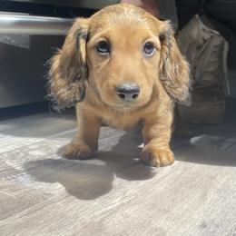 Dachshund Puppies from Dachshund Family Love Breeders