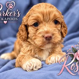 Rose - Red female Cockapoo puppy in Perry, Arkansas from Parker's Cockapoos