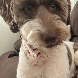 Goldendoodles from Purser's Doodles