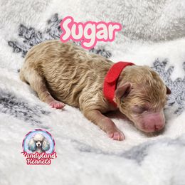 Sugar - Apricot female Poodle puppy in Hoagland, Indiana from Kandyland Kennels