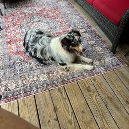 Summer - Blue merle female Australian Shepherd puppy in Loganville, Georgia from Howell Aussies