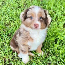 Mateo - Red merle male Miniature American Shepherd puppy in Covington County, Alabama from Sweetbay Aussies/ Miniature American Shepherds