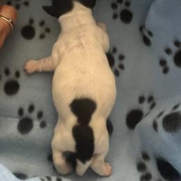 Ginger Bread - Black and tan male Dachshund puppy in Highland, California from BAES Teufelshunde