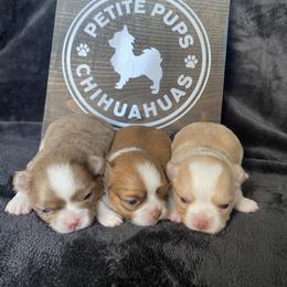 Chihuahua Puppies from Petite Pups