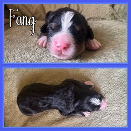 Fang - Black rust and white male Bernese Mountain Dog puppy in Merrill, Michigan from Happy Tails Family Farm