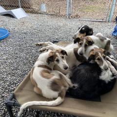 Borzoi Puppies from Oronzova Borzoi