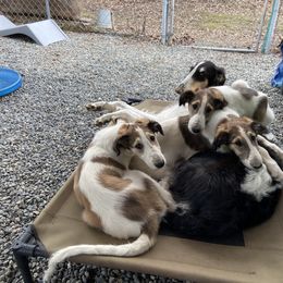 Borzoi Puppies from Oronzova Borzoi
