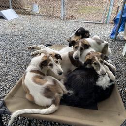 Borzoi Puppies from Oronzova Borzoi