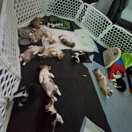 Pembroke Welsh Corgi Puppies from Rhone River Farm Pembroke Welsh Corgis