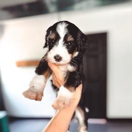 Sweet Tea - Tri-color female Bernedoodle puppy in Jackson, Missouri from Pincksten Family Doodles