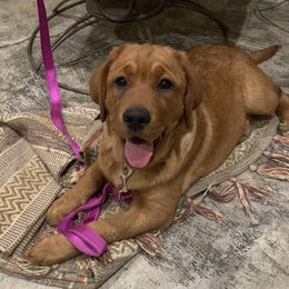 Labrador Retriever Puppies from Alabama English Labs