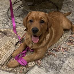 Labrador Retriever Puppies from Alabama English Labs