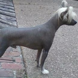 Dill Pickle - Chinese Crested