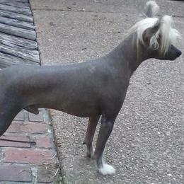 Dill Pickle - Chinese Crested