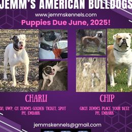 American Bulldog puppies from Jemms Kennels