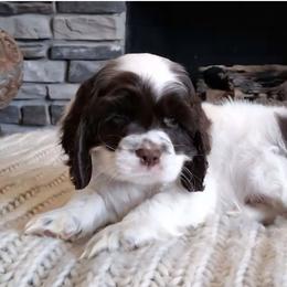 Girl 1 - Black and white female English Cocker Spaniel puppy in Howell, Michigan from Robbin's Treasures