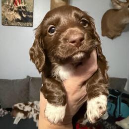 Iris Full AKC Female 1 - Chocolate female Dachshund puppy in Erie, Michigan from Champagne’s Grinch Toe’d Dachshunds