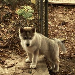 Siberian Husky Puppies from WILLIAM HUNDLEY