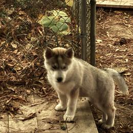 Siberian Husky Puppies from WILLIAM HUNDLEY