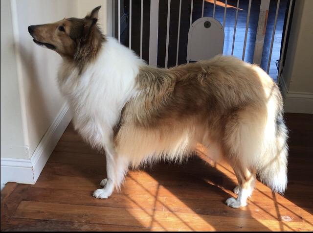 Lassie