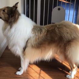 Lassie - Collie
