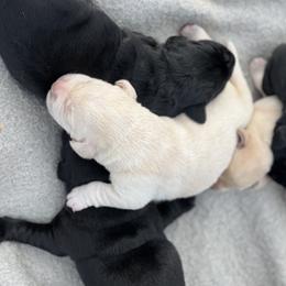 Labrador Retriever Puppies from Mayfield Farm