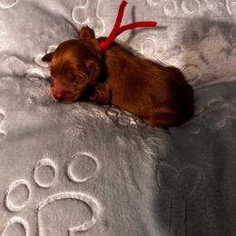 Red (name to come) - Red  male Goldendoodle puppy in Glen Daniel, West Virginia from Dani’s Doodles